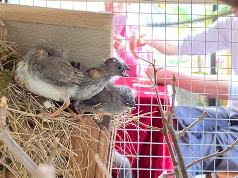 珍珠鳥幼鳥|珍珠鳥怎麼養飼養方法是什麼